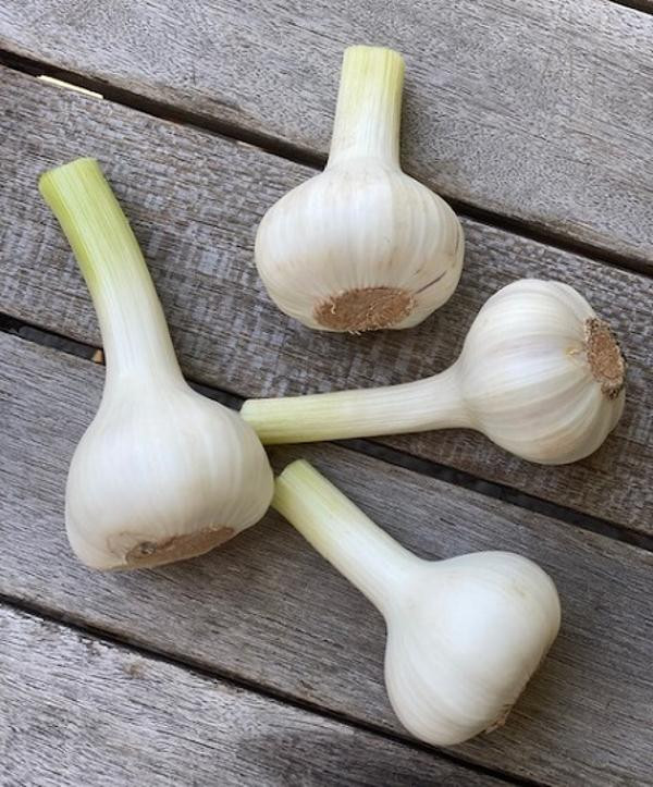 Produktfoto zu Knoblauch, frisch