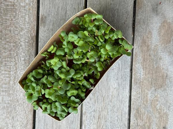 Produktfoto zu Radieschenkresse