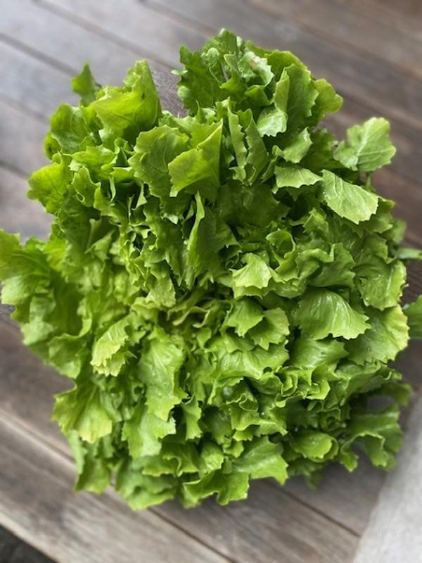 Produktfoto zu Salat, Endiviensalat