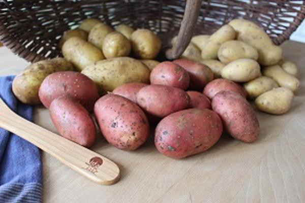 Produktfoto zu Kartoffelprobierkiste (ca. 4 Kg)