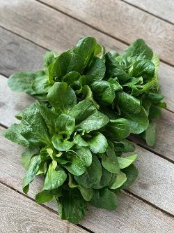 Produktfoto zu Feldsalat 100 g