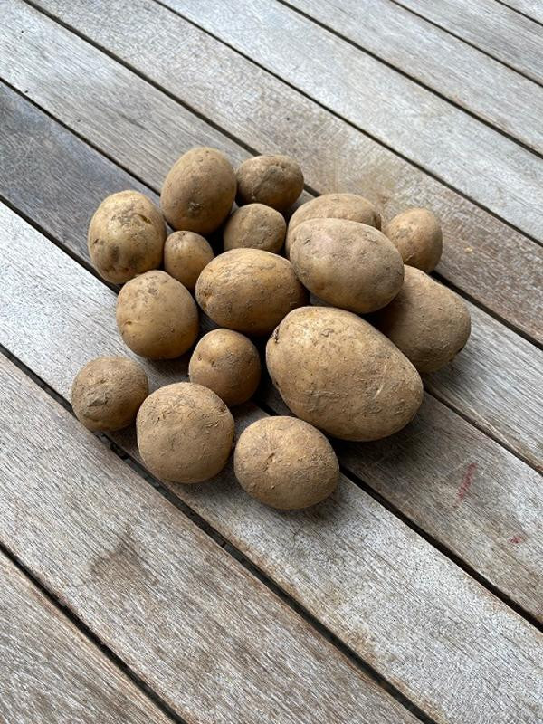 Produktfoto zu Kartoffeln  Belana 1 kg, festkochend