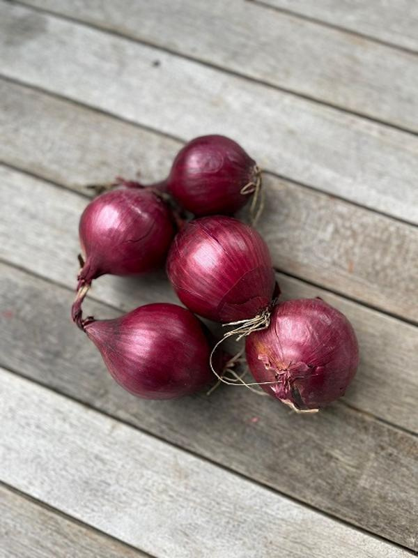 Produktfoto zu Zwiebeln, rot