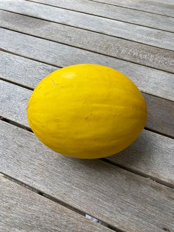 Produktfoto zu Melone, Canari