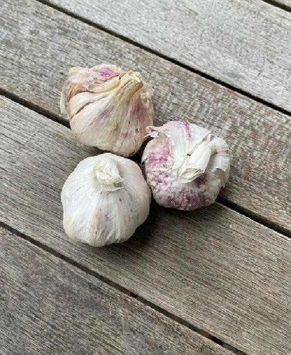 Produktfoto zu Knoblauch, Knolle